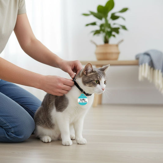 A person is kneeling down and petting a cat wearing a blue collar with a name tag.